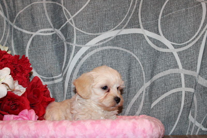 puppy, for, sale, Maltipoo, Matthew B. Stoltzfus, dog, breeder, Gap, PA, dog-breeder, puppy-for-sale, forsale, nearby, find, puppyfind, locator, puppylocator, aca